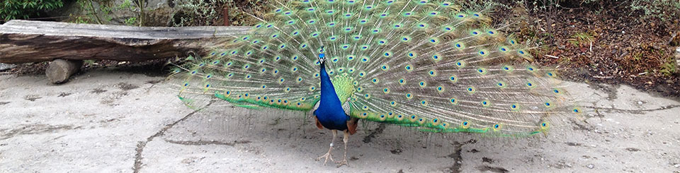 Pfau